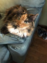 Lost Female Cat last seen E Camino Del Rio, Tucson, AZ 85715