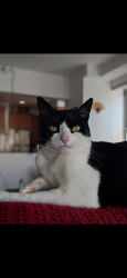 Reunited Male Cat last seen Dover Road and Canterbury, Richmond, VA 23221