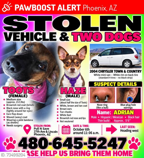 Lost Female Dog last seen Near ave and lincon rd, Phoenix, AZ 85015