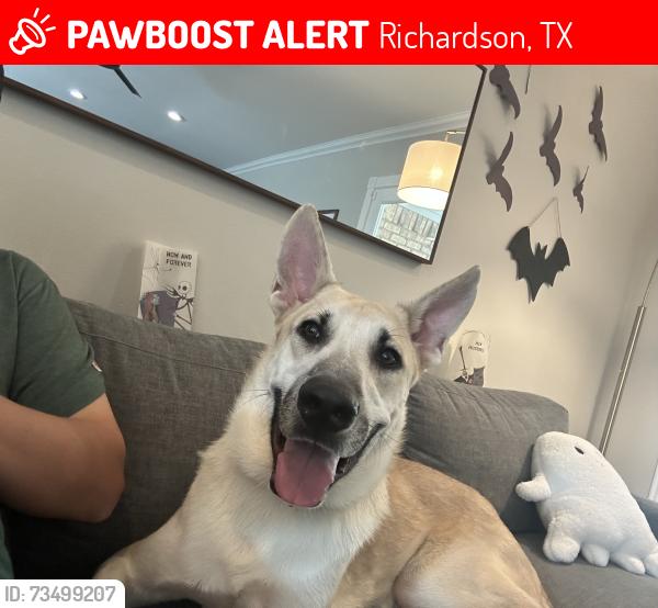 Lost Male Dog last seen Waterview and Arapaho, Richardson, TX 75080