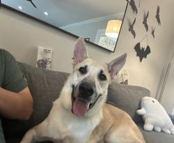 Lost Male Dog last seen Waterview and Arapaho, Richardson, TX 75080