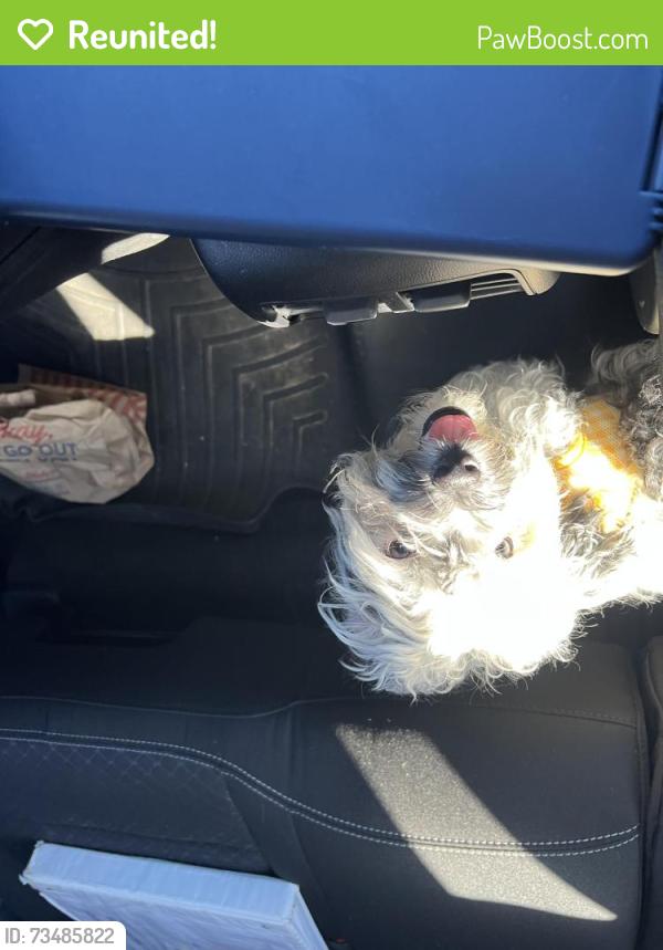 Reunited Male Dog last seen Zuni and central, Albuquerque, NM 87123