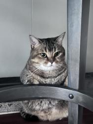 Lost Female Cat last seen The hamlet est, Jericho, NY 11753