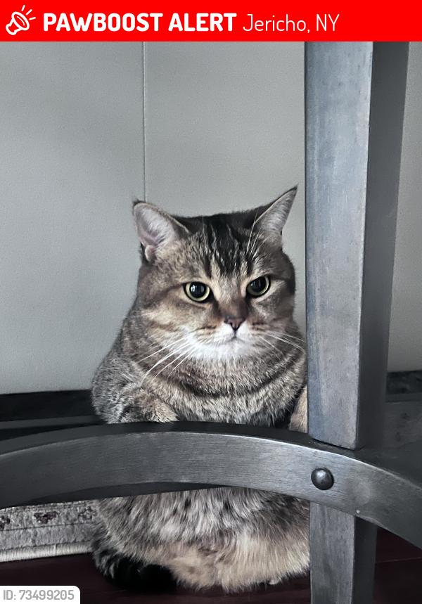 Lost Female Cat last seen The hamlet est, Jericho, NY 11753