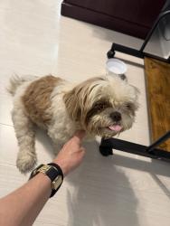 Reunited Female Dog last seen Us 1, Vero Beach, FL 32960