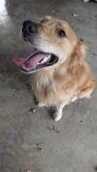 Reunited Male Dog last seen Ridgewood and Fairway, Conroe, TX 77304