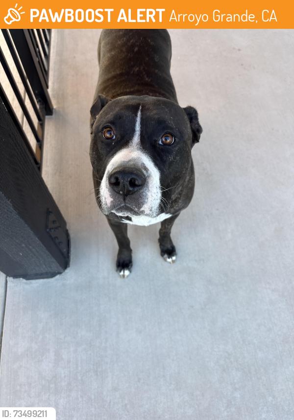 Found/Stray Female Dog last seen Arroyo Grande High School, Arroyo Grande, CA 93420