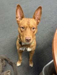 Found/Stray Male Dog last seen Auto Center Dr., San Bernardino, CA 92408