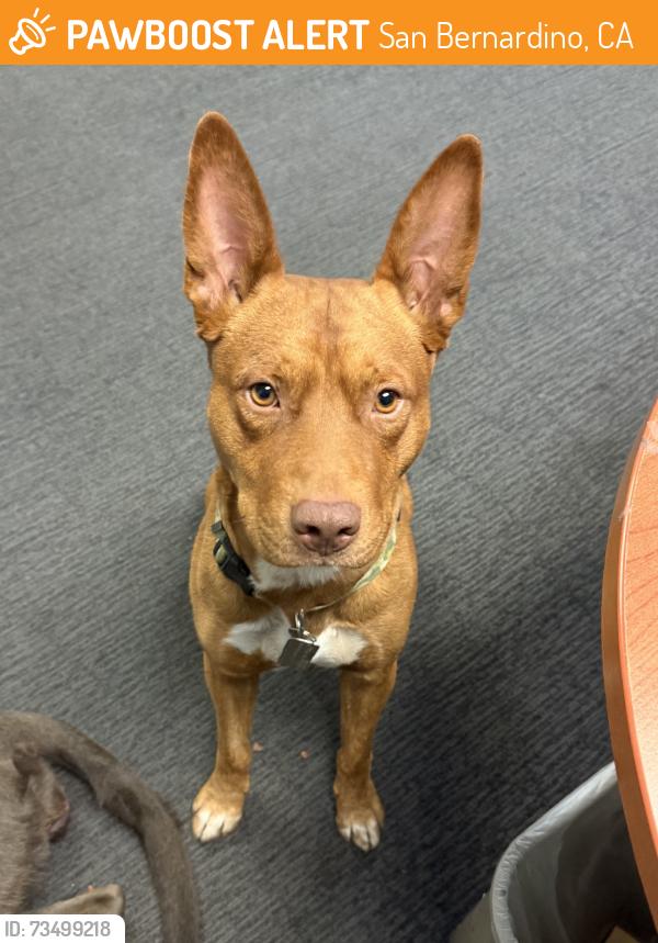 Found/Stray Male Dog last seen Auto Center Dr., San Bernardino, CA 92408