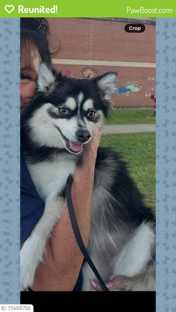 Reunited Female Dog last seen Last seen at bridges road and clough pike, Cincinnati, OH 45230
