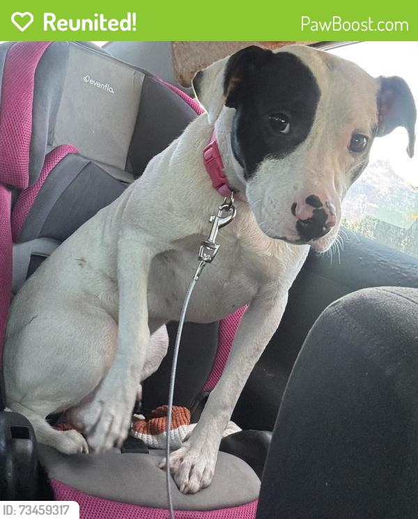 Reunited Female Dog last seen Deep Run Church Rd, Pink Hill, NC 28572