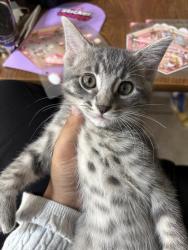 Lost Male Cat last seen Near Harding High School, Saint Paul, MN 55106