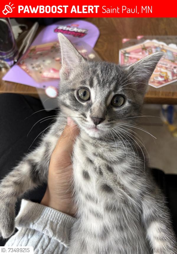 Lost Male Cat last seen Near Harding High School, Saint Paul, MN 55106