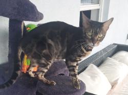 Lost Female Cat last seen S Francisco Street in front of the Hendry County Fair & Livestock complex, Clewiston, FL 33440