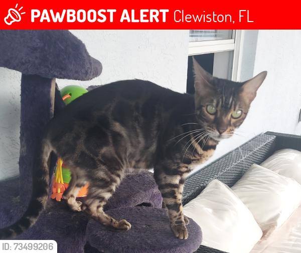 Lost Female Cat last seen S Francisco Street in front of the Hendry County Fair & Livestock complex, Clewiston, FL 33440