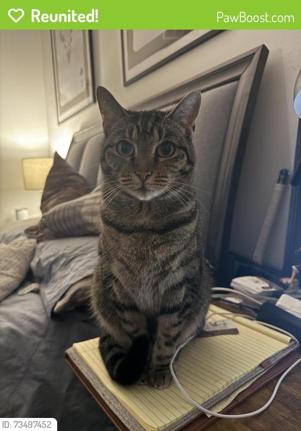 Reunited Female Cat last seen Cypress N Houston Rd, Oak Plaza Dr., Sableleaf Dr, Cypress, TX 77429