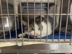 Shelter Stray Female Cat last seen Near Ridgelake Circle, VB AC, FL, 6230 77th St, Vero Beach, FL 32967, USA