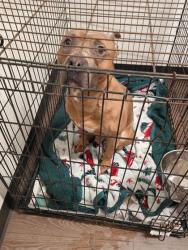 Shelter Stray Male Dog last seen Near Centennial Olympic Park Dr, Atlanta, GA, 1251 Fulton Industrial Blvd NW, Atlanta, GA 30336, USA