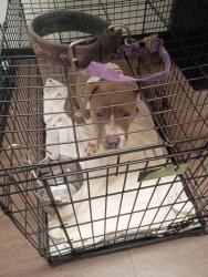 Shelter Stray Female Dog last seen Near Center St, Atlanta, GA, 1251 Fulton Industrial Blvd NW, Atlanta, GA 30336, USA
