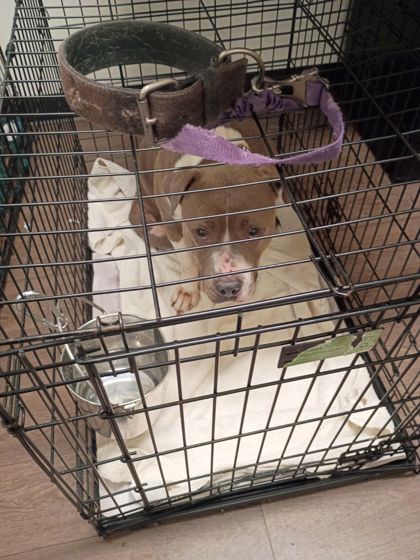 Shelter Stray Female Dog last seen Near Center St, Atlanta, GA, 1251 Fulton Industrial Blvd NW, Atlanta, GA 30336, USA