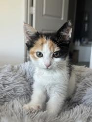 Shelter Stray Female Cat last seen Near Roswell Rd, Sandy Springs, GA, 1251 Fulton Industrial Blvd NW, Atlanta, GA 30336, USA