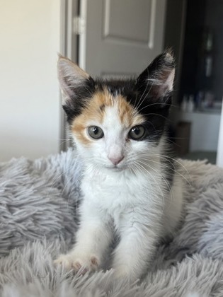 Shelter Stray Female Cat last seen Near Roswell Rd, Sandy Springs, GA, 1251 Fulton Industrial Blvd NW, Atlanta, GA 30336, USA