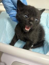 Shelter Stray Male Cat last seen Near 42nd Ave, Oakland, CA, 1101 29th Ave, Oakland, CA 94601, USA