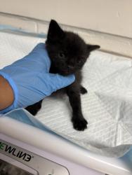 Shelter Stray Female Cat last seen Near 42nd Ave, Oakland, CA, 1101 29th Ave, Oakland, CA 94601, USA