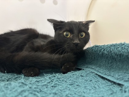 Shelter Stray Female Cat last seen Suuter st, Oakland, CA, 1101 29th Ave, Oakland, CA 94601, USA