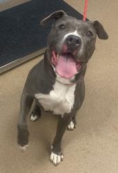 Shelter Stray Female Dog last seen Near Leicester Way SE, 30316, GA, 3280 Chamblee Dunwoody Rd, Chamblee, GA 30341, USA