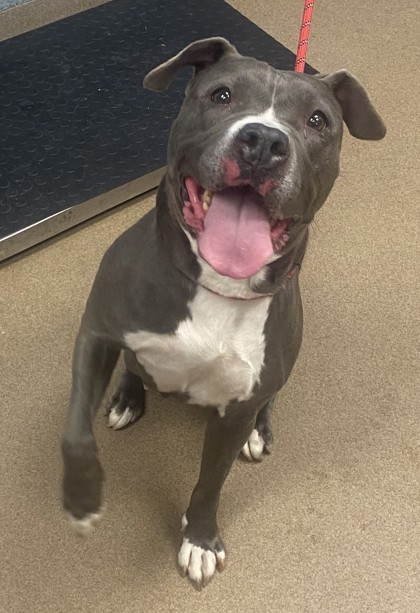 Shelter Stray Female Dog last seen Near Leicester Way SE, 30316, GA, 3280 Chamblee Dunwoody Rd, Chamblee, GA 30341, USA