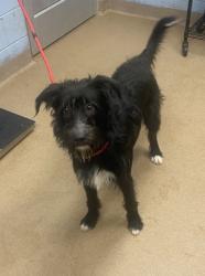 Shelter Stray Male Dog last seen Near Robin Trace St Mtn Ga 30087, 30087, GA, 3280 Chamblee Dunwoody Rd, Chamblee, GA 30341, USA