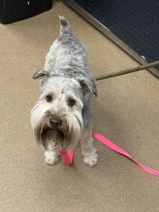 Shelter Stray Male Dog last seen Near Buford Hwy NE #920, Atlanta, GA 30329, 30329, GA, 3280 Chamblee Dunwoody Rd, Chamblee, GA 30341, USA