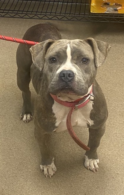 Shelter Stray Female Dog last seen Near Strater Drive, 30035, GA, 3280 Chamblee Dunwoody Rd, Chamblee, GA 30341, USA