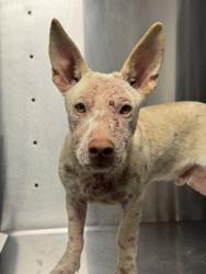 Shelter Stray Male Dog last seen W Belmont Ave & N Hughes Ave, Fresno Zone Fresno CO 2 93706, CA, 1510 W Dan Ronquillo Dr, Fresno, CA 93706, USA