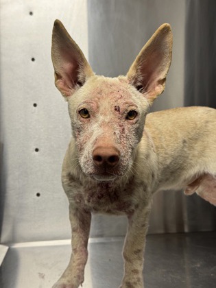 Shelter Stray Male Dog last seen W Belmont Ave & N Hughes Ave, Fresno Zone Fresno CO 2 93706, CA, 1510 W Dan Ronquillo Dr, Fresno, CA 93706, USA