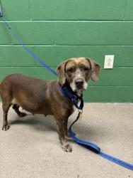 Shelter Stray Female Dog last seen Near Westfront St. 29655, Iva City, SC, 1320 US-29, Anderson, SC 29626, USA
