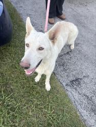 Found/Stray Male Dog last seen Washington Hills Community Center, Chattanooga, TN 37416