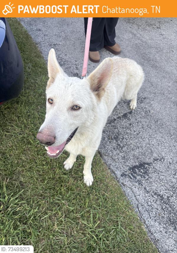 Found/Stray Male Dog last seen Washington Hills Community Center, Chattanooga, TN 37416