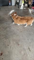 Reunited Male Dog last seen Ridgewood and Fairway, Conroe, TX 77304