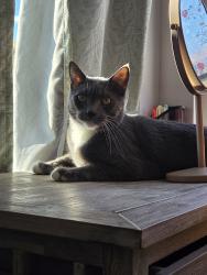 Lost Male Cat last seen Cathy ave, Rosamond, CA 93560