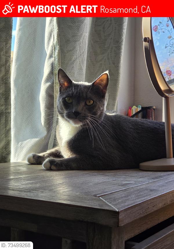 Lost Male Cat last seen Cathy ave, Rosamond, CA 93560