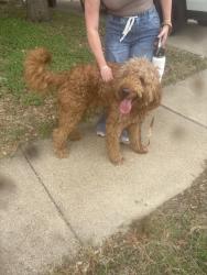 Found/Stray Unknown Dog last seen Arcadia Pk Dr/ Chisos Rim Ct, Fort Worth, TX 76244