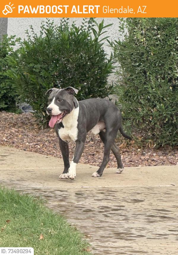 Found/Stray Male Dog last seen 67th Maryland Glendale az, Glendale, AZ 85301