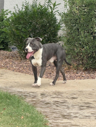 Found/Stray Male Dog last seen 67th Maryland Glendale az, Glendale, AZ 85301
