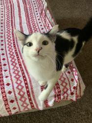 Reunited Female Cat last seen Devonaire DR & The Finish-line Bar, Aledo, TX 76008