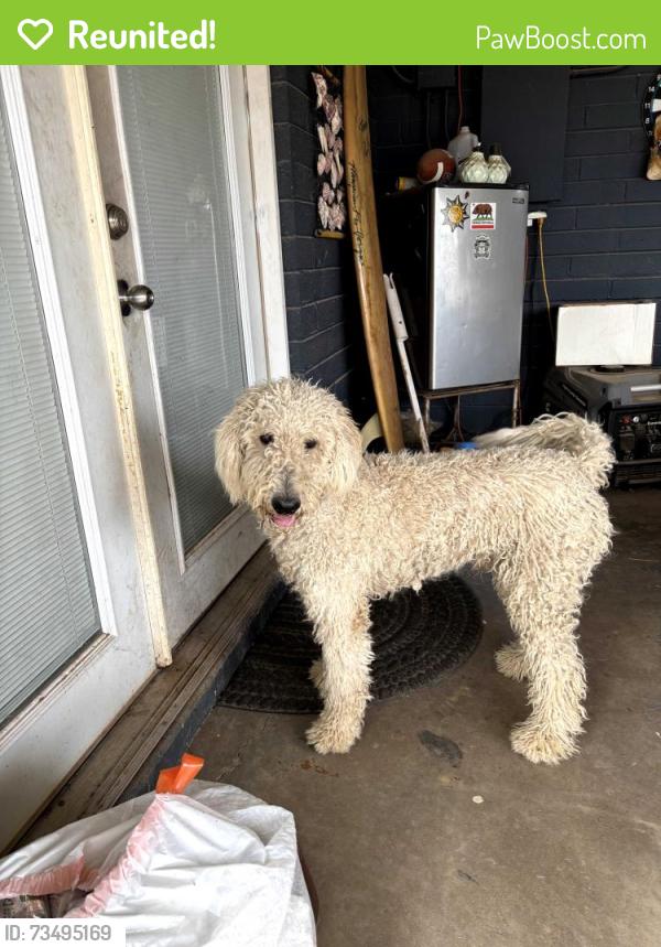 Reunited Male Dog last seen Longhorn and University, Mesa, AZ 85201