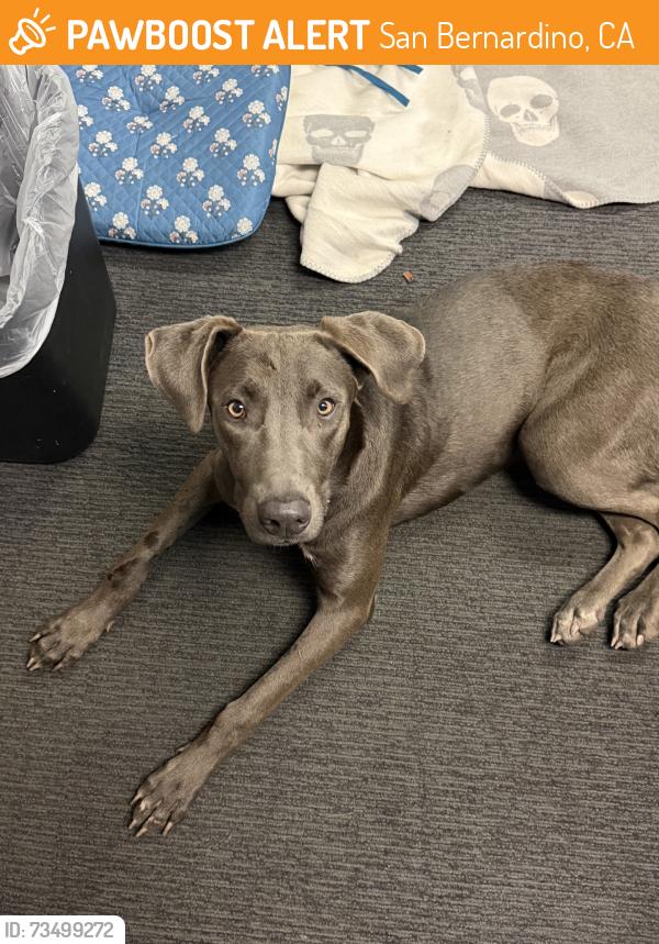 Found/Stray Female Dog last seen Nissan Dealership, San Bernardino, CA 92408