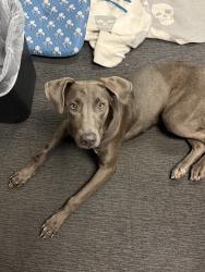 Found/Stray Female Dog last seen Nissan Dealership, San Bernardino, CA 92408