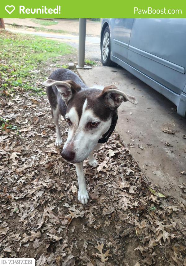 Reunited Male Dog last seen Arkansas Lane Ambassador Row, Dalworthington Gardens, TX 76013